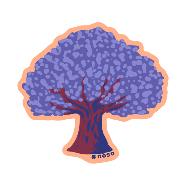 JACARANDA IN BLOOM