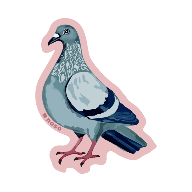 PIGEON
